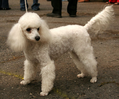 fat toy poodle