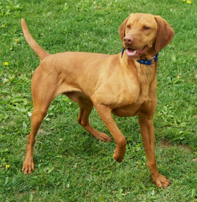 Adult vizsla hot sale