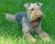 Welsh Terrier Dog (Wales Dog)