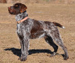 Wirehaired Point Griffon Dog