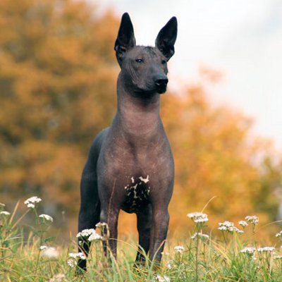 xoloitzcuintli teeth