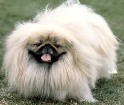 albino pekingese