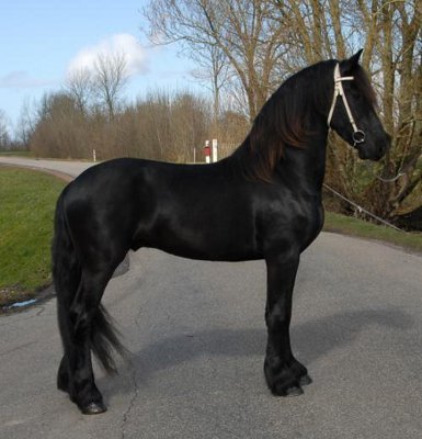 black belgian horse