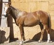 Peruvian Paso Horse