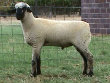 Hampshire Sheep
