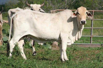 raising brahman cattle