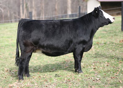 Simmental Cattle - Knowledge Base LookSeek.com