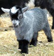 Pygmy Goat