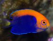 African Flameback Angelfish