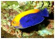 African Pygmy Angelfish 
