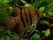 Angelfish