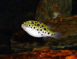 Banded Puffer Fish