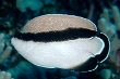 Bandit Angelfish