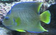 Bermuda Angelfish