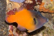 Black Headed Filefish