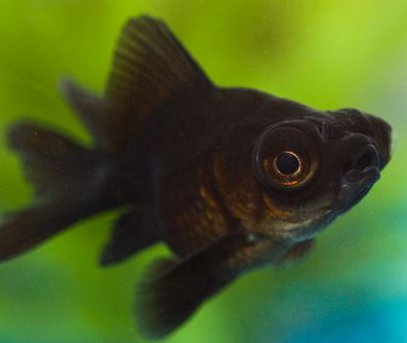 bubble eye black goldfish