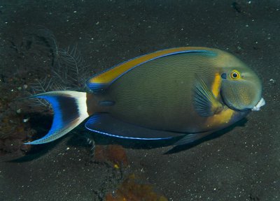 black spot tang