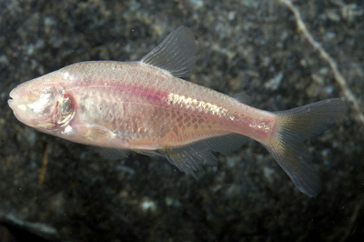 blind cave tetra