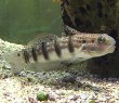 Banded Goby Fish