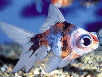 biggest telescope goldfish