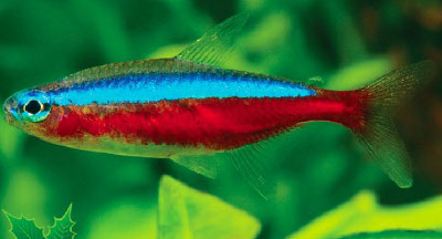 Cardinal-Tetra.jpg