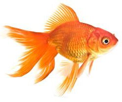 Fantail Goldfish Knowledge Base Lookseek Com