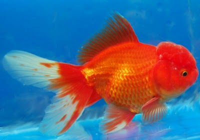 Oranda goldfish outlet care