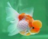 Pearscale Goldfish Raising and Care