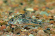 Peppered Cory
