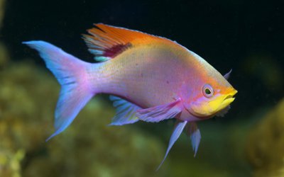 Freshwater Rainbow Fish Pictures - Picture Of Fish