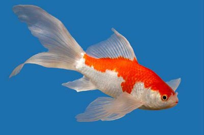 Comet Goldfish Raising And Care Knowledge Base Lookseek Com