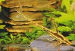 Whiptail Catfish (Farlowella gracilis)