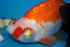 Celestial Eye Goldfish Raising and Care