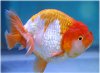 Lionchu Goldfish Raising and Caring