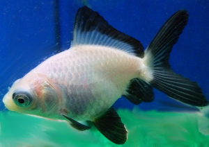 panda telescope goldfish for sale