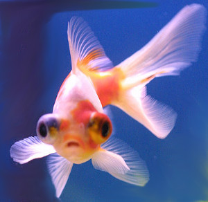 telescope goldfish baby