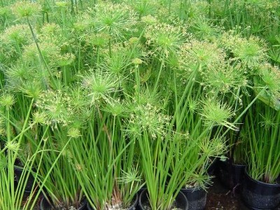 dwarf papyrus water plant