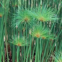 egyptian papyrus plant