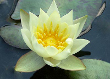 Helvola Water Lily
