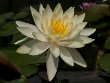 Inner Light Water Lily