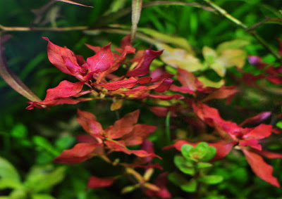 ludwigia broad leaf