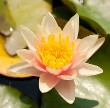Sioux Water Lily