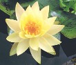 Texas Dawn Water Lily