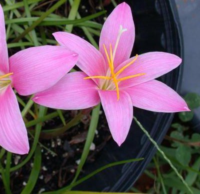 Image result for zephyr flower