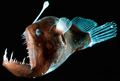 angler fish