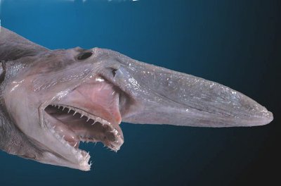 everblue 2 goblin shark