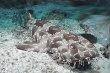 Japanese Wobbegong Shark