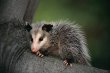 Feather-tail Possum