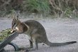 Nail-tail Wallaby