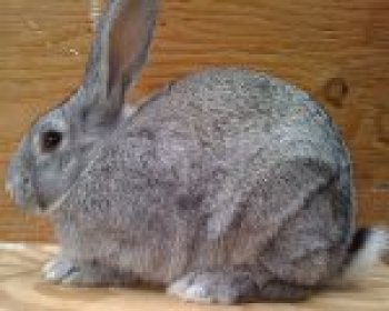 standard chinchilla rabbit